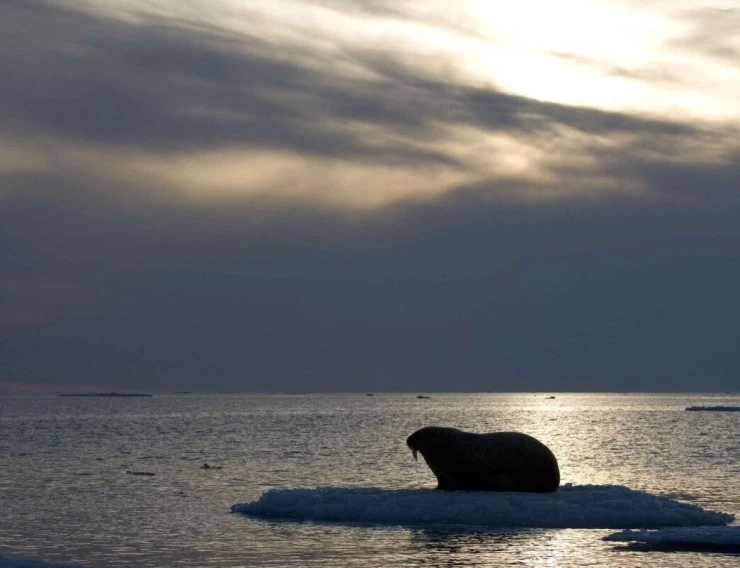 Мишка на Севере (2006) скачать торрент файл Мишка на Севере (2006) фильм скачать торрент файл