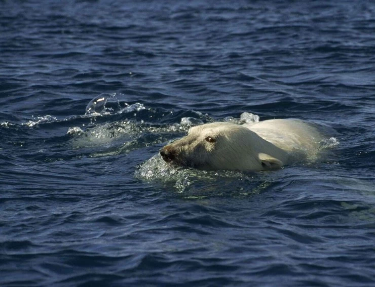 Мишка на Севере (2006) в хорошем качестве скачать торрент файл Мишка на Севере (2006) фильм в хорошем качестве скачать торрент файл