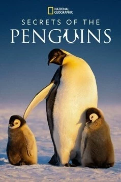 Тайны пингвинов / Secrets of the Penguins (2025) cериал скачать через торрет бесплатно в хорошем качестве