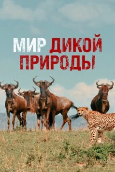 Мир дикой природы / Wild Ones (2014) cериал скачать через торрет бесплатно в хорошем качестве