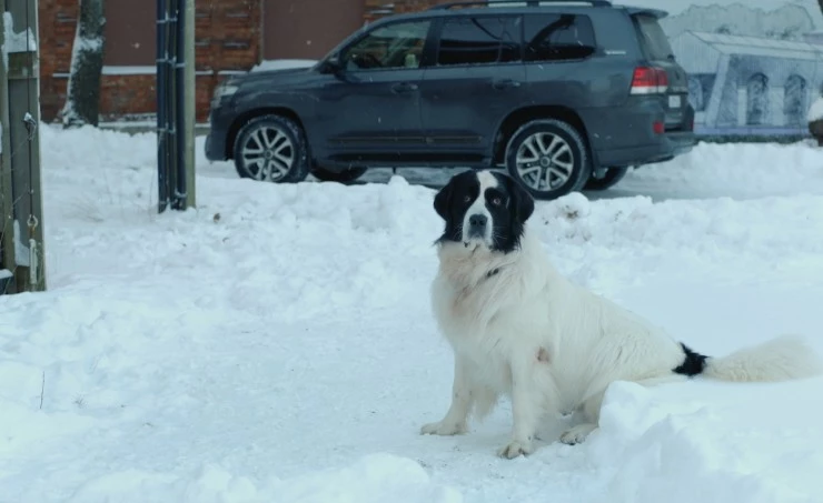 Папаши (2024) 1 сезон 1-1,2,3,4 серия скачать торрент файл Папаши (2024) сериал 1-1,2,3,4 серию 1 сезона скачать торрент файл