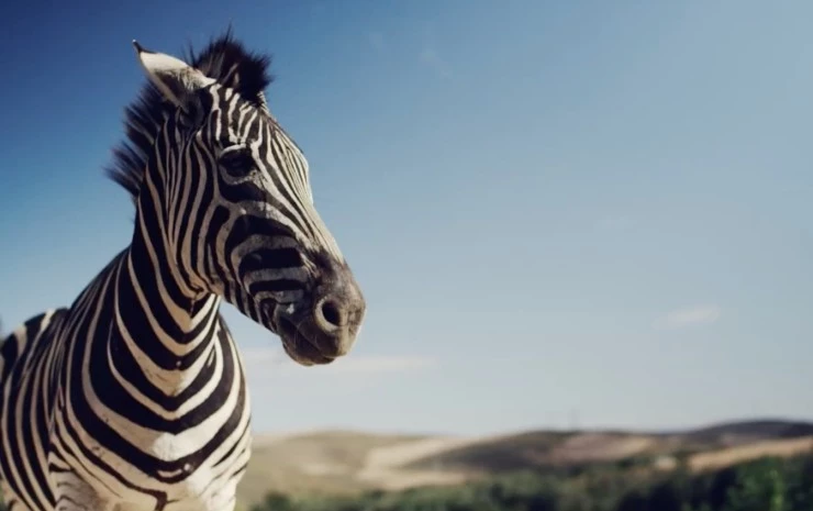 Такие разные животные (2024) скачать торрент бесплатно Такие разные животные (2024) сериал скачать торрент бесплатно