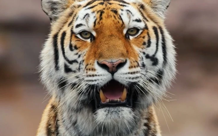 Такие разные животные (2024) скачать торрент файл Такие разные животные (2024) сериал скачать торрент файл