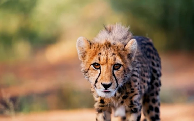 Такие разные животные (2024) в хорошем качестве скачать торрент файл Такие разные животные (2024) сериал в хорошем качестве скачать торрент файл