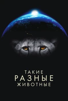 Такие разные животные / Life in the Animal Kingdom (2024) cериал скачать через торрет бесплатно в хорошем качестве