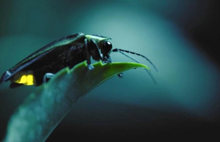 Свирепые королевы (2020) в хорошем качестве скачать торрент файл Свирепые королевы (2020) сериал в хорошем качестве скачать торрент файл