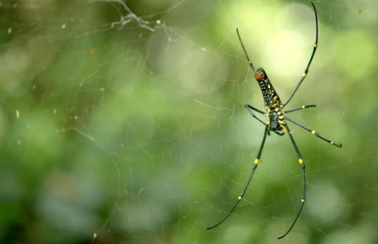 Свирепые королевы (2020) скачать торрент бесплатно Свирепые королевы (2020) сериал скачать торрент бесплатно