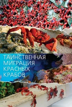Таинственная миграция красных крабов / Mystery Migration: Red Crabs of Christmas Island (2020) cериал скачать через торрет бесплатно в хорошем качестве