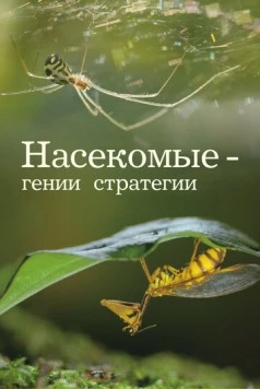 Насекомые - гении стратегии / Insects, Geniuses of Strategy (2021) cериал скачать через торрет бесплатно в хорошем качестве