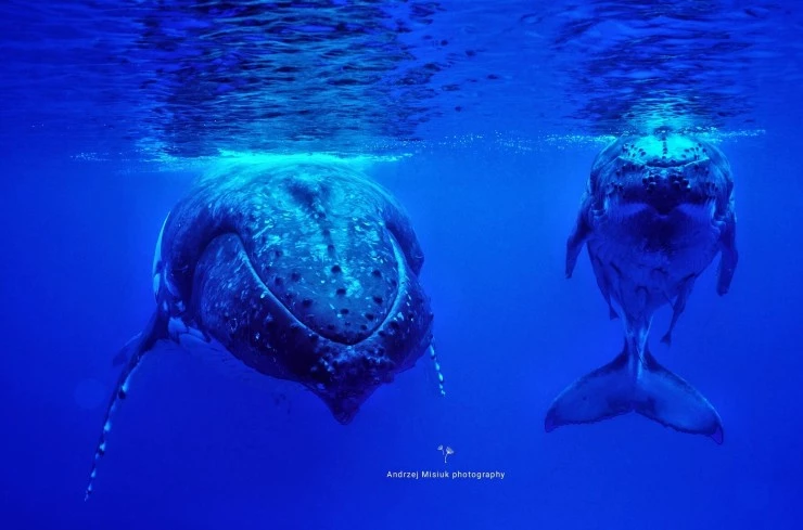 Земля без суши (2023) скачать торрент бесплатно Земля без суши (2023) сериал скачать торрент бесплатно