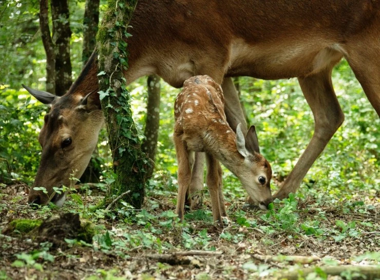 Бемби. История жизни в лесу (2024) в хорошем качестве скачать торрент файл Бемби. История жизни в лесу (2024) фильм в хорошем качестве скачать торрент файл
