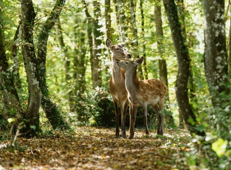 Бемби. История жизни в лесу (2024) скачать торрент файл Бемби. История жизни в лесу (2024) фильм скачать торрент файл