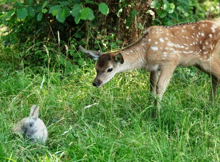 Бемби. История жизни в лесу (2024) скачать торрент бесплатно Бемби. История жизни в лесу (2024) фильм скачать торрент бесплатно