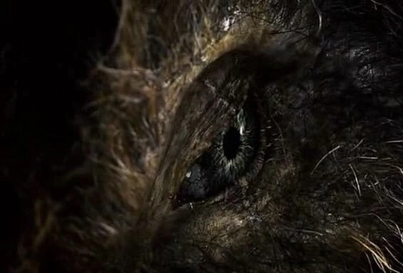 Кабан-убийца (2009) в хорошем качестве скачать торрент файл Кабан-убийца (2009) фильм в хорошем качестве скачать торрент файл