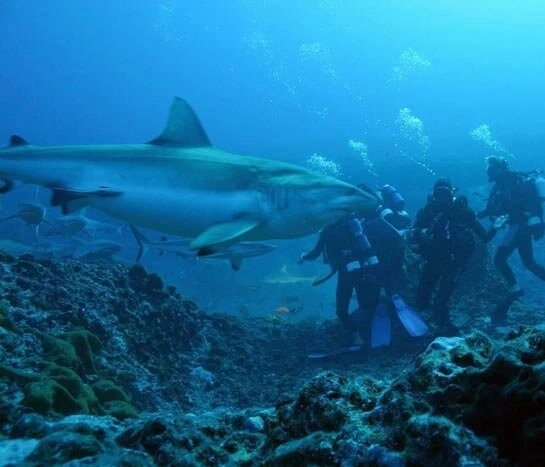 Акулы 3D (2004) скачать торрент бесплатно Акулы 3D (2004) фильм скачать торрент бесплатно