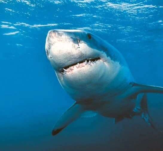 Акулы 3D (2004) скачать торрент файл Акулы 3D (2004) фильм скачать торрент файл