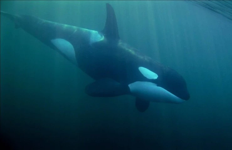 Кит (2011) в хорошем качестве скачать торрент файл Кит (2011) фильм в хорошем качестве скачать торрент файл