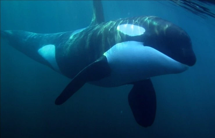 Кит (2011) скачать торрент бесплатно Кит (2011) фильм скачать торрент бесплатно