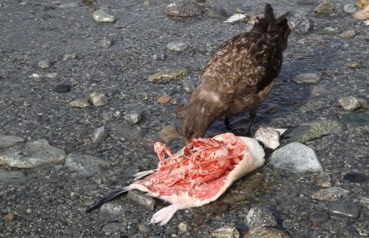 Императорские пингвины Пхэни и Соми (2012) скачать торрент файл Императорские пингвины Пхэни и Соми (2012) фильм скачать торрент файл