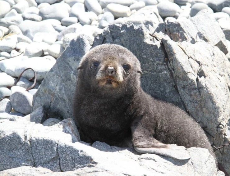 Императорские пингвины Пхэни и Соми (2012) скачать торрент бесплатно Императорские пингвины Пхэни и Соми (2012) фильм скачать торрент бесплатно