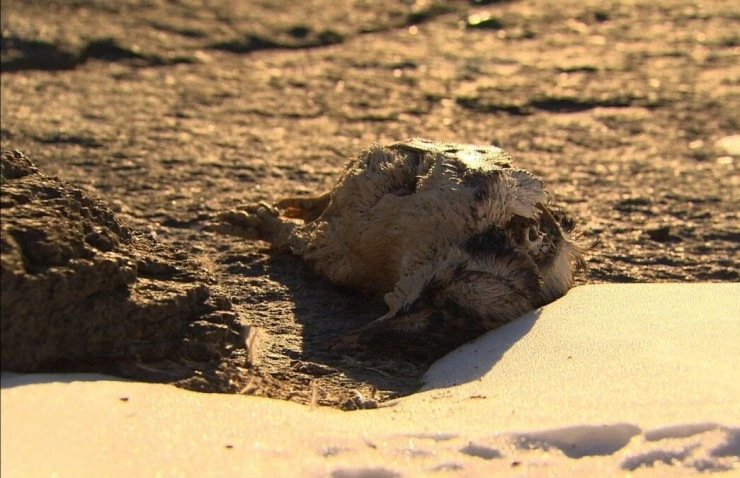 Императорские пингвины Пхэни и Соми (2012) в хорошем качестве скачать торрент файл Императорские пингвины Пхэни и Соми (2012) фильм в хорошем качестве скачать торрент файл