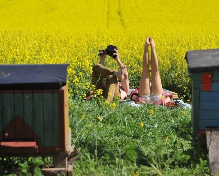 Афоня и пчелы (2009) скачать торрент файл Афоня и пчелы (2009) фильм скачать торрент файл