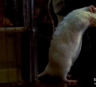 Мистер крыс (2000) скачать торрент файл Мистер крыс (2000) фильм скачать торрент файл