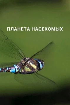 Планета насекомых / Planet Insect (2022) cериал скачать через торрет бесплатно в хорошем качестве