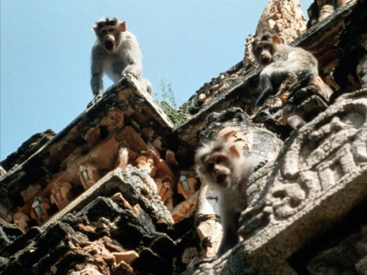 Страна обезьян (1998) скачать торрент файл Страна обезьян (1998) фильм скачать торрент файл