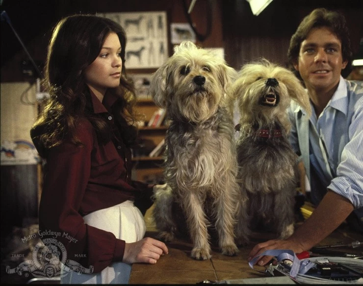 Собачья охранная система дома (1979) скачать торрент бесплатно Собачья охранная система дома (1979) фильм скачать торрент бесплатно