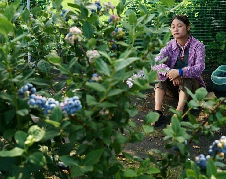 Пепельный цветок (2016) в хорошем качестве скачать торрент файл Пепельный цветок (2016) фильм в хорошем качестве скачать торрент файл