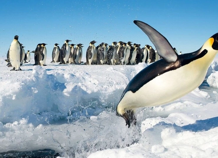 Лёд и небо (2015) скачать торрент файл Лёд и небо (2015) фильм скачать торрент файл