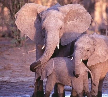 Приключения слона (2000) скачать торрент файл Приключения слона (2000) фильм скачать торрент файл