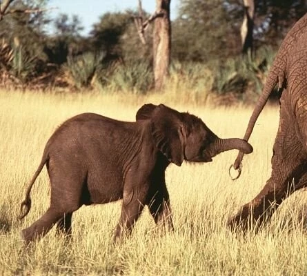 Приключения слона (2000) скачать торрент бесплатно Приключения слона (2000) фильм скачать торрент бесплатно