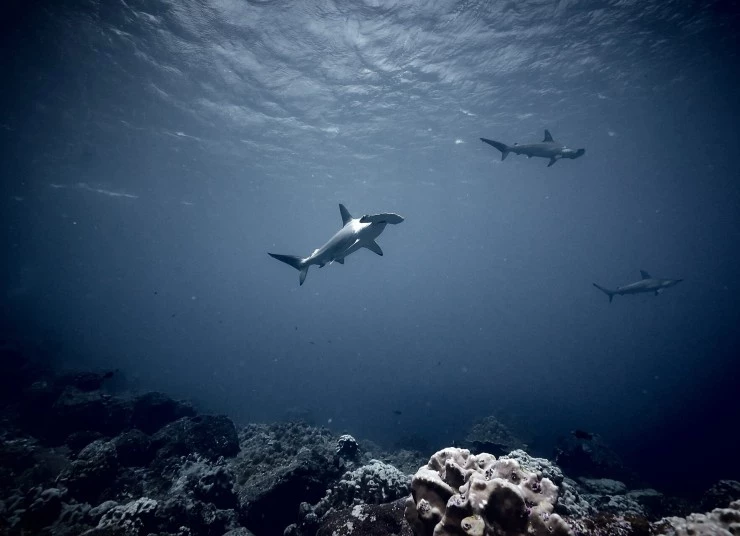 Акулы. Признание в любви (2022) скачать торрент бесплатно Акулы. Признание в любви (2022) сериал скачать торрент бесплатно
