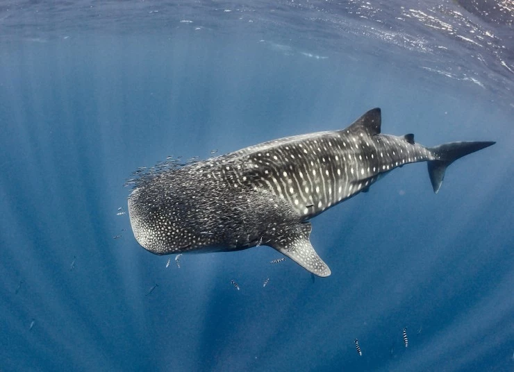 Акулы. Признание в любви (2022) в хорошем качестве скачать торрент файл Акулы. Признание в любви (2022) сериал в хорошем качестве скачать торрент файл