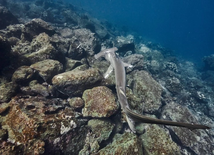 Акулы. Признание в любви (2022) скачать торрент файл Акулы. Признание в любви (2022) сериал скачать торрент файл