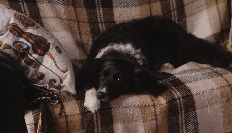 Двое в одной жизни, не считая собаки (2025) в хорошем качестве скачать торрент файл Двое в одной жизни, не считая собаки (2025) фильм в хорошем качестве скачать торрент файл