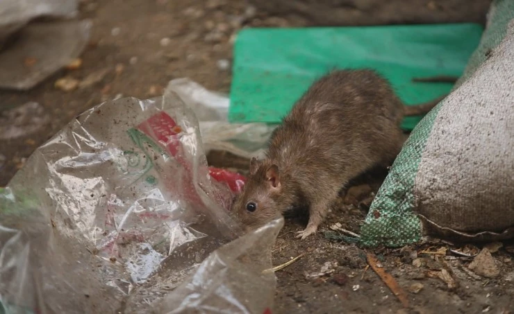 Заббалин, город мусорщиков (2016) в хорошем качестве скачать торрент файл Заббалин, город мусорщиков (2016) фильм в хорошем качестве скачать торрент файл