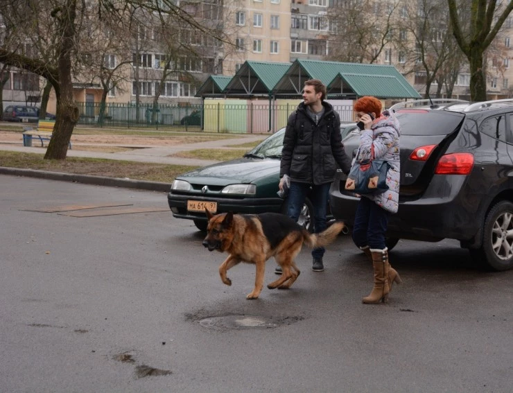 Возвращение Мухтара. Новый след (2016) 1-10 сезон 1-46,47,48 серия скачать торрент бесплатно Возвращение Мухтара. Новый след (2016) сериал 1-46,47,48 серию 1-10 сезона скачать торрент бесплатно