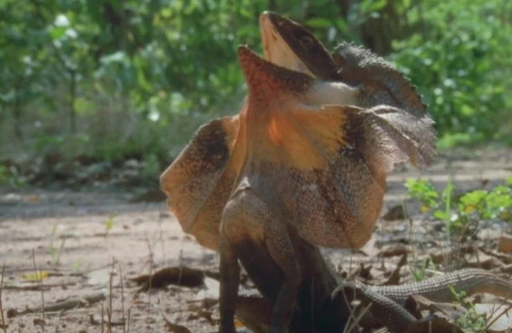 Выжить в дикой природе (2016) скачать торрент файл Выжить в дикой природе (2016) фильм скачать торрент файл