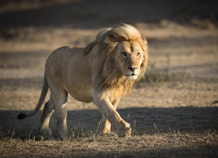 Выжить в дикой природе (2016) в хорошем качестве скачать торрент файл Выжить в дикой природе (2016) фильм в хорошем качестве скачать торрент файл