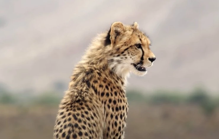 Выжить в дикой природе (2016) скачать торрент бесплатно Выжить в дикой природе (2016) фильм скачать торрент бесплатно