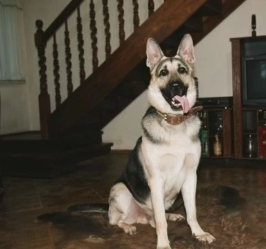 Возвращение Мухтара (2003) 1-10 сезон 1-46,47,48 серия скачать торрент бесплатно Возвращение Мухтара (2003) сериал 1-46,47,48 серию 1-10 сезона скачать торрент бесплатно