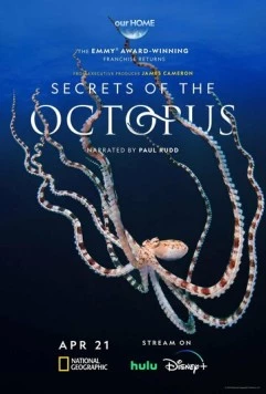 Секреты осьминога / Secrets of the Octopus (2024) фильм скачать через торрет бесплатно в хорошем качестве