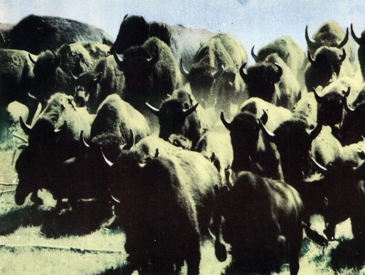 Последняя охота (1956) скачать торрент файл Последняя охота (1956) фильм скачать торрент файл